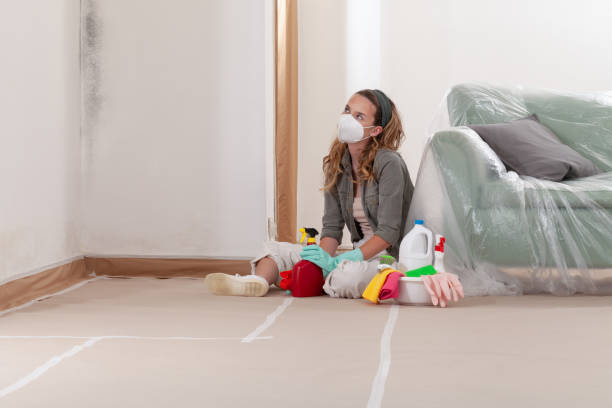 Reliable Black Mold Removal contractor in Federal Way, WA by WQB Mold Removal