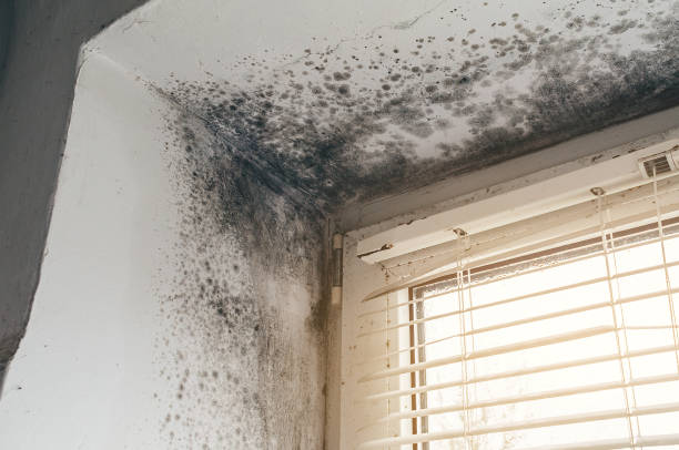 Affordable Black Mold Removal solutions in Federal Way, WA